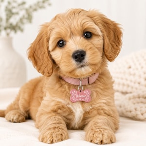 Puede incluir: Un cachorro de color dorado con pelaje ondulado que lleva un collar rosa claro y una placa de metal con forma de hueso. La placa es rosa con grabados florales blancos y el nombre Winnie escrito en letra cursiva en el centro.