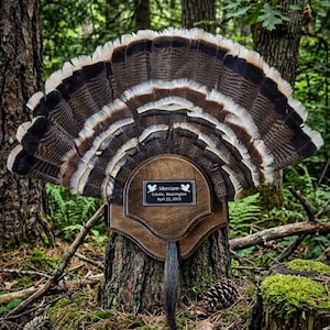 May include: A mounted wild turkey fan with a wooden plaque. The fan displays brown, white, and black feathers. The plaque reads "Merriam, Colville, Washington, April 22, 2005."