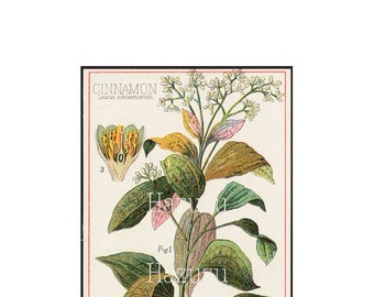 Marijuana Cannabis Medieval Manuscript Botanical Print Antique Etsy