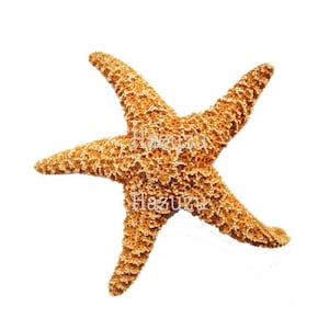 REALISTIC STARFISH PNG ocean creature beach clip art transparent background digital stamp instant download collage journal scrapbooking