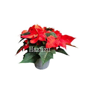 Navidad Poinsettia planta PNG clip rojo vintage transparente fondo digital instantánea descarga mixta de medios collage diario scrapbooking