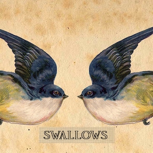DEUX HIRONDELLES grange hirondelles oiseaux PNG vintage victorien clip art timbre numérique téléchargement instantané collage journal scrapbooking