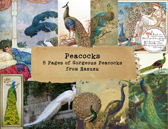 PEACOCK BUNDLE Printable Paper Pack Vintage Birds Instant - Etsy