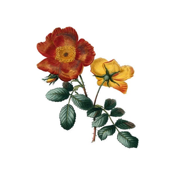 Rose Orange Yellow Flower vintage botanical print plant PNG clip art transparent background digital stamp instant download  journal