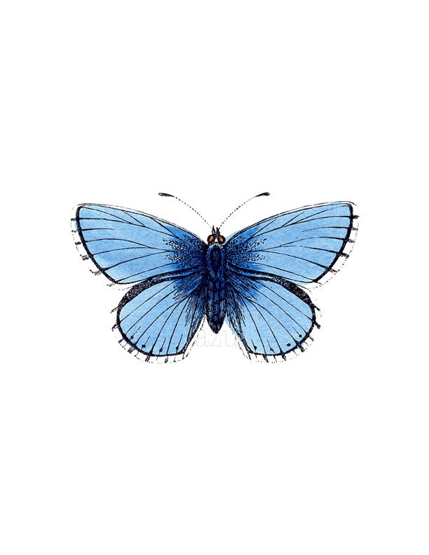 blue butterfly transparent background