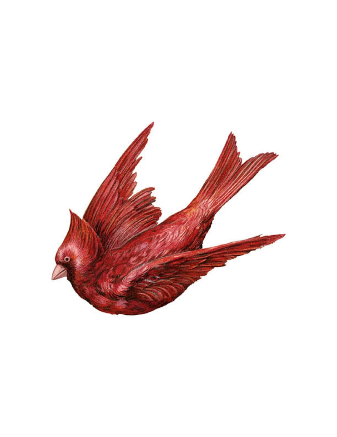 FLYING CARDINAL PNG Red Bird Clip Art Transparent Background - Etsy Ireland