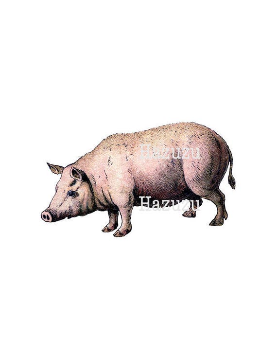 PIG PNG Clip Art Vintage Hog Farm Farmhouse Animal Barn | Etsy
