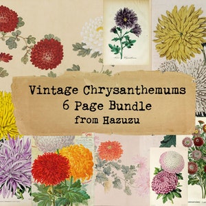 Chrysanthemums bundle flower vintage botanical prints plant orange instant download Chinese yellow November