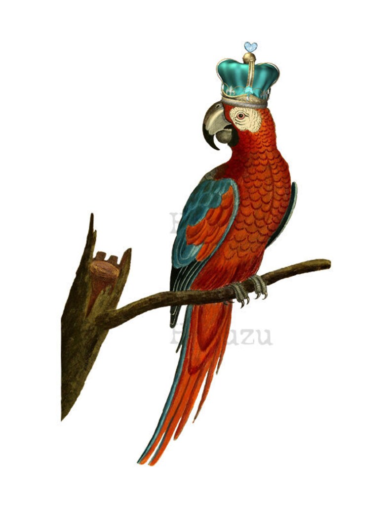 Parrot Wearing Crown PNG bird clip art transparent background Etsy