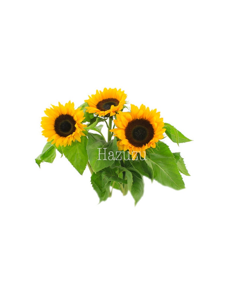 sunflowers garden seed plant png clip art vintage transparent background  digital stamp instant download journal
