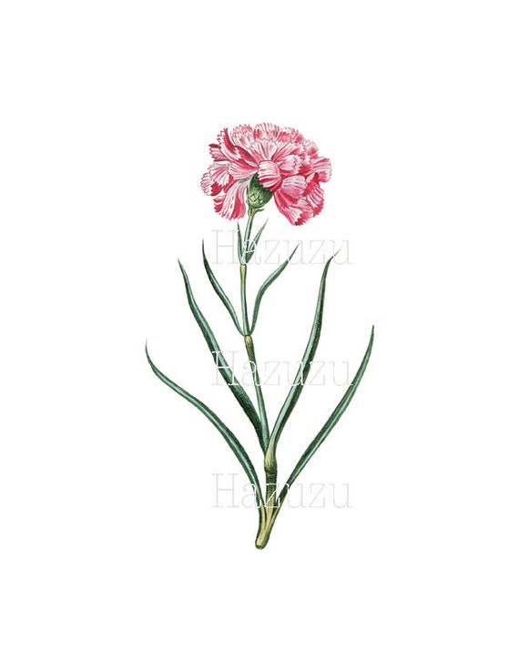Botaniczny Clipartów Cyfra Drukuj Goździk Kwiat Nadruk Ogród Przezroczysty Roślina Różowy Stempel Tło