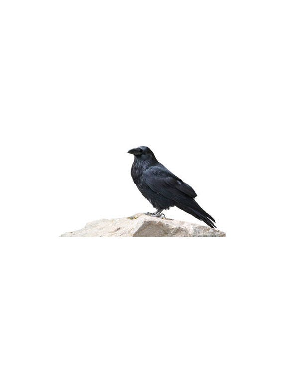 Download Raven Png Crow Black Vintage Bird Clip Art Transparent Etsy
