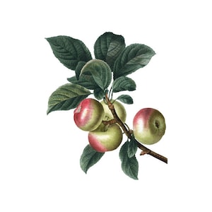 Äpfel botanische Druck Apfel Obst Pflanze PNG Clip Kunst Vintage transparenten Hintergrund digitalen Stempel sofortigen Download Zeitschrift