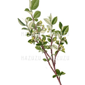 Può includere: Un'illustrazione botanica di un ramo con foglie verdi e piccoli fiori gialli. Il ramo ha un gambo marrone rossastro ed è posto su uno sfondo bianco.