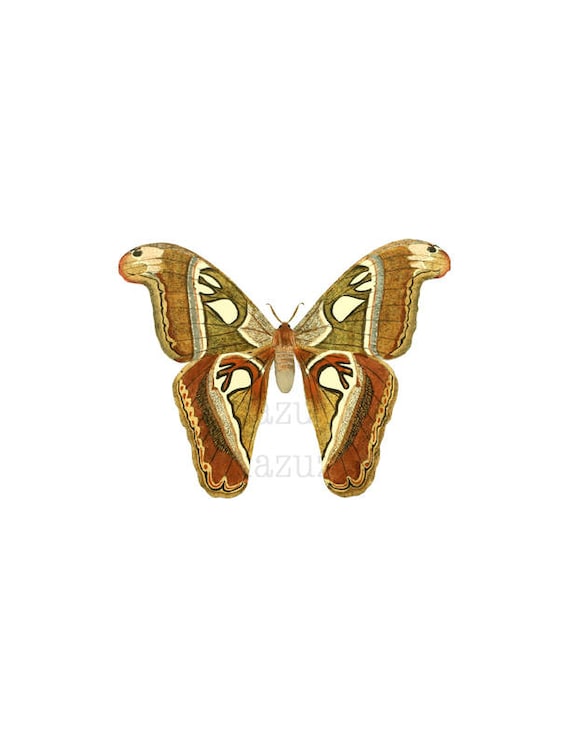 Brown Vintage Butterfly Png Clip Art Transparent Background Digital Stamp Instant Download Collage Journal Scrapbooking