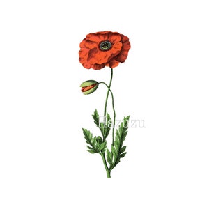 Rote MOHNBLUME botanische Zeichnung PNG Clip Kunst Vintage-digitale Stempel sofortigen Download Mixed Media Collage Zeitschrift scrapbooking