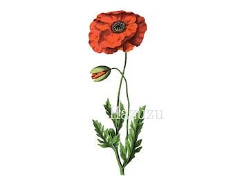 ROUGE coquelicot botanique dessin PNG clip art vintage timbre numérique Téléchargement instantané mixtes collage journal scrapbooking