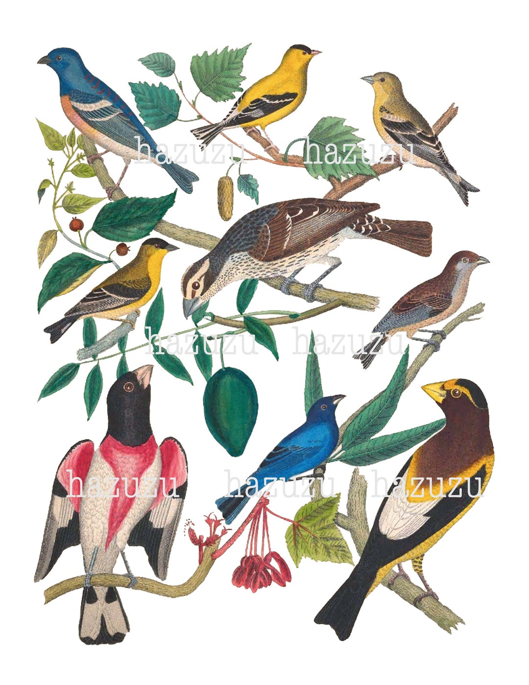 Assortment of Many Birds Clear Transparent Background Vintage Printable ...