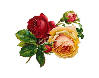 Amarillo y rosas rojas flor vintage planta de impresión botánica PNG clip art transparente fondo digital sello diario de descarga instantánea