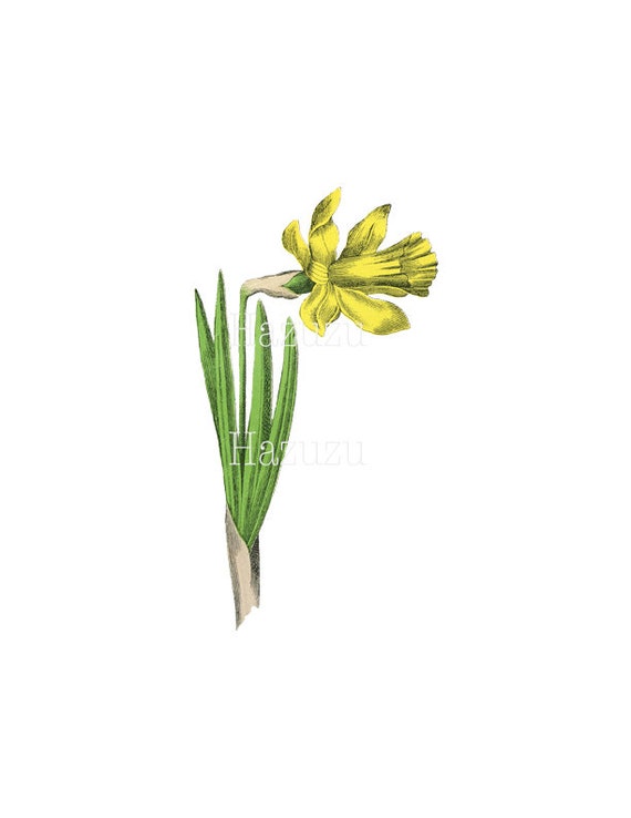 Yellow Daffodil Flower Instant Download Digital (Instant Download) 