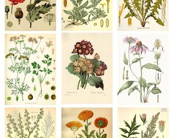 Flower ポスター 6枚セット HEALING PLANTS Bundle 6 Pages Collage Sheets Botanical