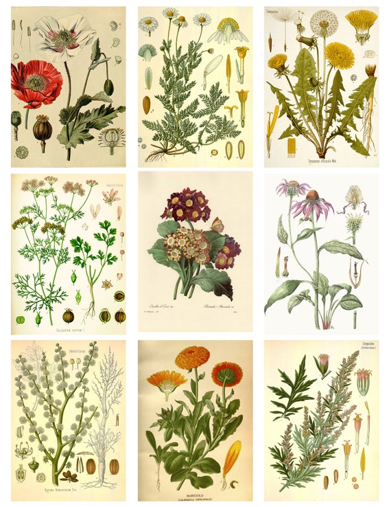 HEALING PLANTS Bundle 6 Pages Collage Sheets Botanical Drawings