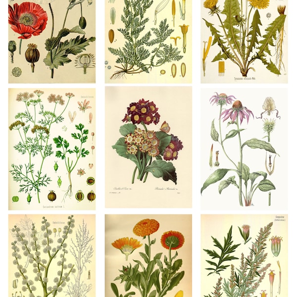 Medicinal Plants - Etsy