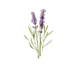 Lavande Fleur herbe vintage plante d’impression botanique PNG clip art transparent timbre numérique timbre instantané télécharger le journal