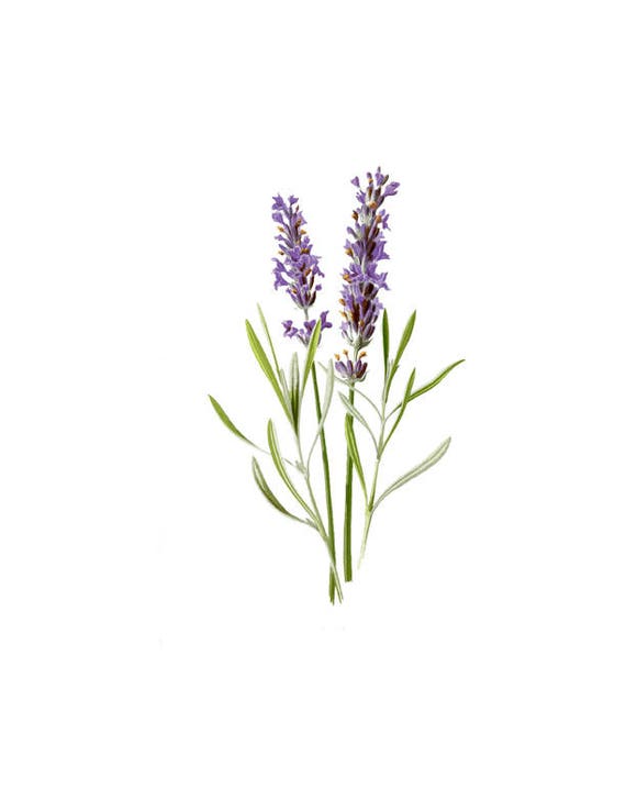 Lavender Flower Herb Vintage Botanical Print Plant PNG Clip - Etsy