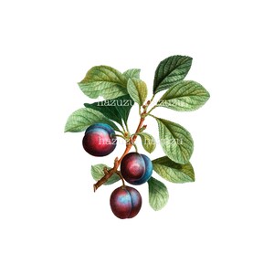 PLUMS botanische Druck Obst Pflanze PNG ClipArt Vintage Pflaume transparent Hintergrund digitalen Stempel sofortigen Download Zeitschrift