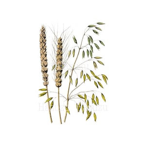 Tige vintage botanique impression plante de blé PNG clip art fond transparent timbre numérique Téléchargement instantané journal