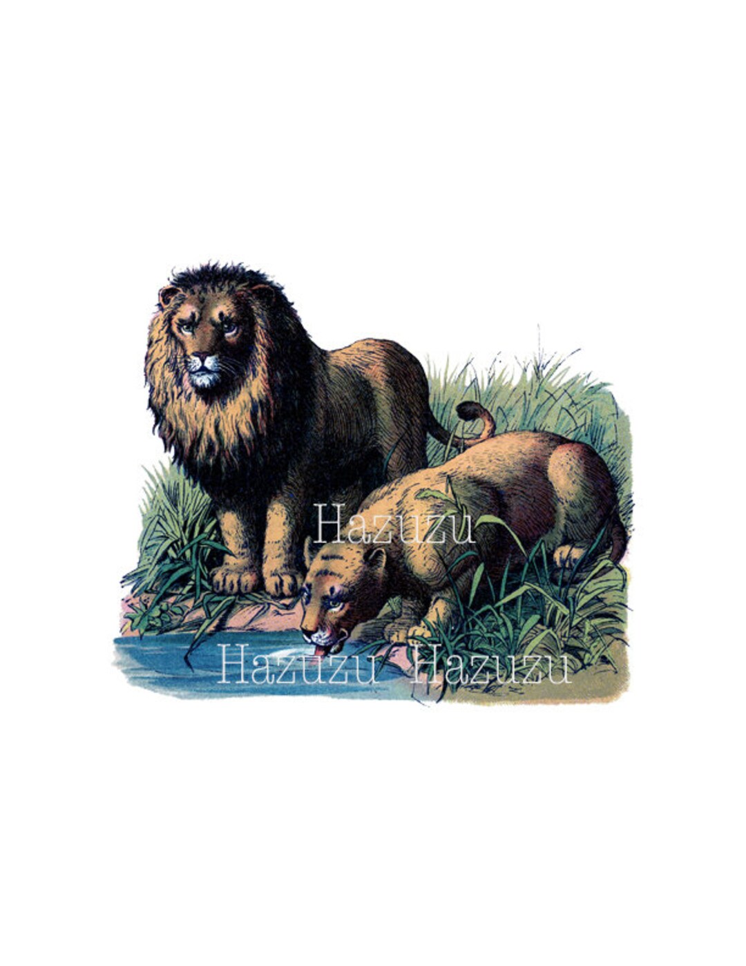 LIONS Drinking Water PNG Jungle Wild Animal Clip Art - Etsy UK