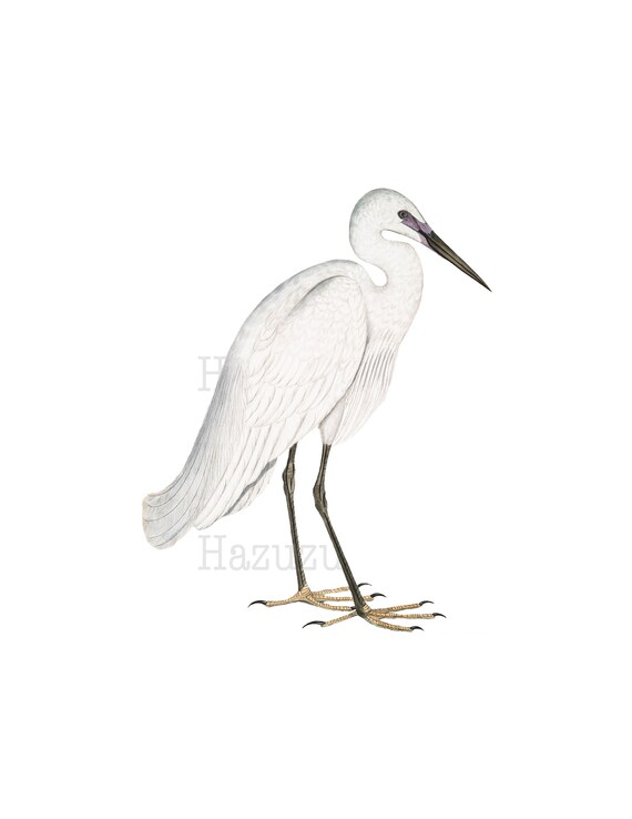 White Heron Png Clip Art Shore Ocean Bird Digital Stamp Instant Download Collage Journal Scrapbooking