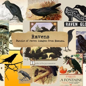RAVENS Bundle Printable Paper Pack home schooling corvids crows paper instant download digital collage junk journal scrapbooking