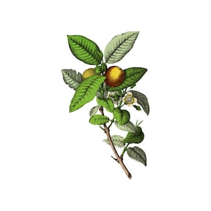 Guave botanische Druck Obst Pflanze PNG Clip Kunst Vintage transparenten Hintergrund digitalen Stempel sofortigen Download Zeitschrift