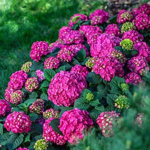 Summer Crush Hydrangea Shrub