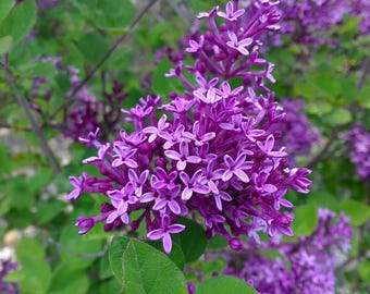 Bloomerang Purple Lilac Shrub