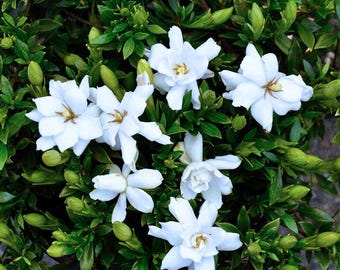 Dwarf Radicans Gardenia Cape Jasmine Fragrant Hedge Shrub Live Plant