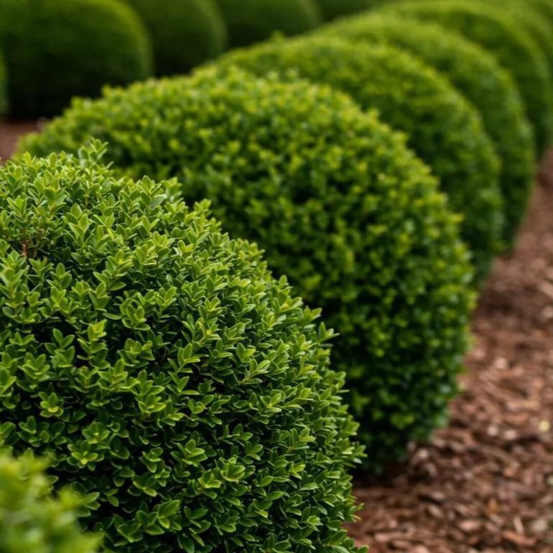 Soft Touch Holly Evergreen Foundation Hedge Shrub Live Plant Etsy soft-touch-holly-evergreen-foundation-hedge-shrub-live-plant-etsy