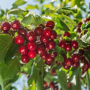 May include: A close-up of a cherry tree branch laden with ripe, red cherries. The cherries are clustered together, with some partially obscured by the green leaves. The image is well-lit, highlighting the vibrant colors of the fruit and foliage.