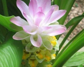 Curcuma Petiolata 'Rosa Florida' Gengibre Oculto 5 Rizomas de Planta Viva 7B Fácil Cultivo Rizomas frescos de plantas maduras para jardim ou vaso