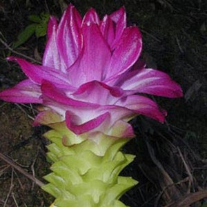 Curcuma Elata Hidden Lily Flower Striking Fuschia Ginger plant 1 live mature rhizome w/ roots image 1