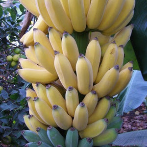 Banana Tree rootball Musa Misi Luki Rare Live Plant Organic best taste Ladyfinger Dessert misiluki Pisang Ceylon Pisang Keling container ok