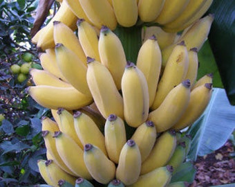 Banana Tree XL Mother rootball with pups Musa Misi Luki Rare Live Plant Organic Sweet Ladyfinger Dessert misiluki Pisang Ceylon container ok