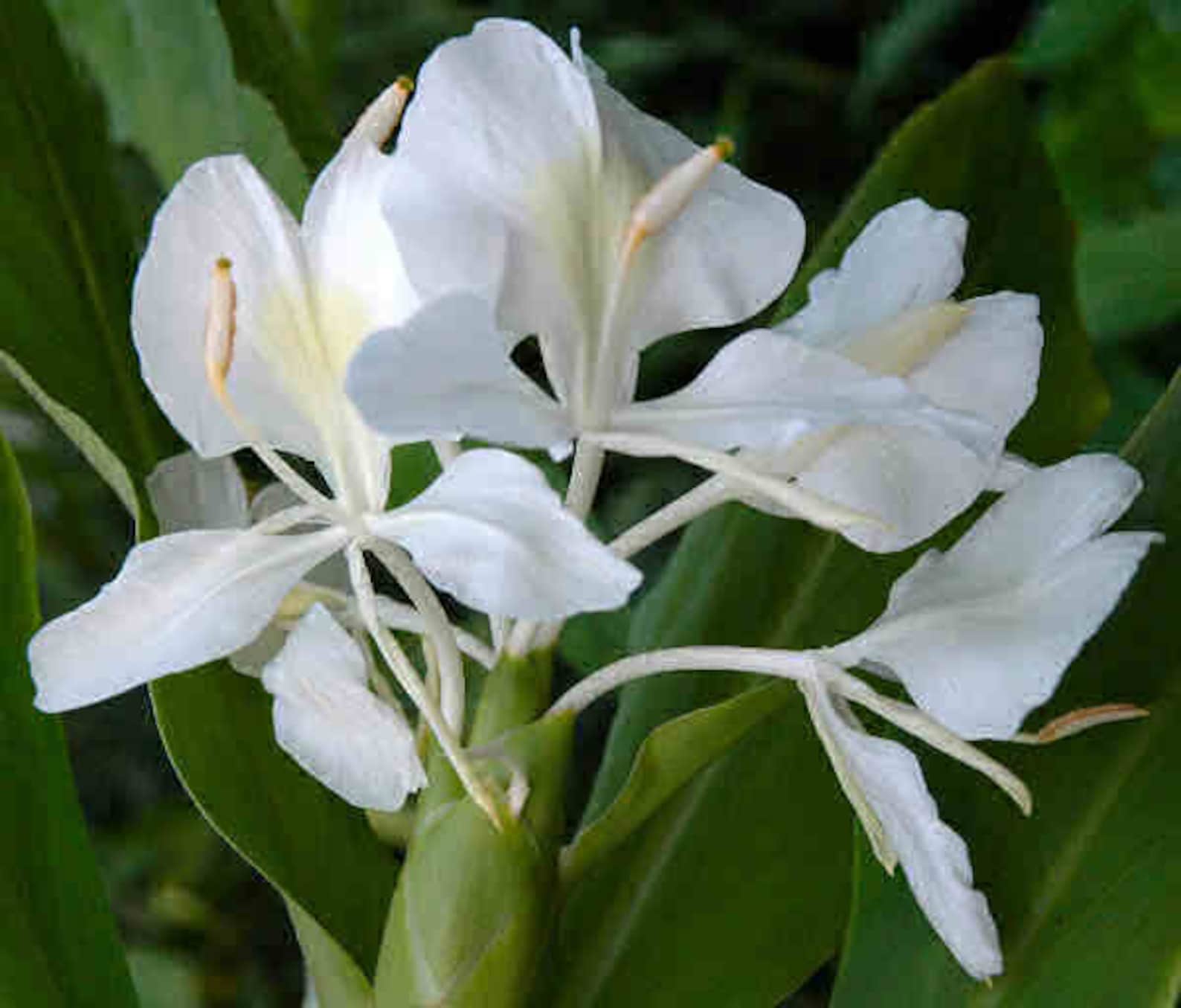 1 White Butterfly Ginger Very Fragrant Hedychium Live Plant Etsy