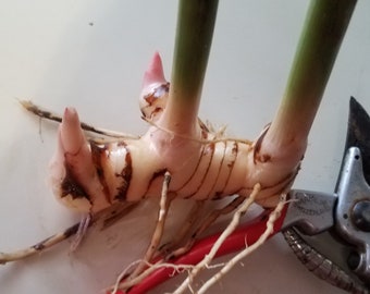 Gengibre fresco em brotação, muda de rizoma, orgânico, alpinia-maior, galanga, tempero tailandês para sopa, raiz de gengibre, flores para comer ou cultivar.