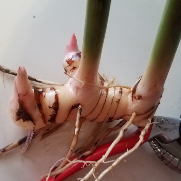 Galangal Fresh live budding Rhizome Plant start Organic Greater Alpinia Galanga Galangale Thai Soup Spice Ginger Root Flowers eat or grow