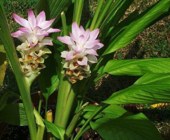 Curcuma Petiolata Rosa Floración Oculta Jengibre Oculto 5 - Etsy España