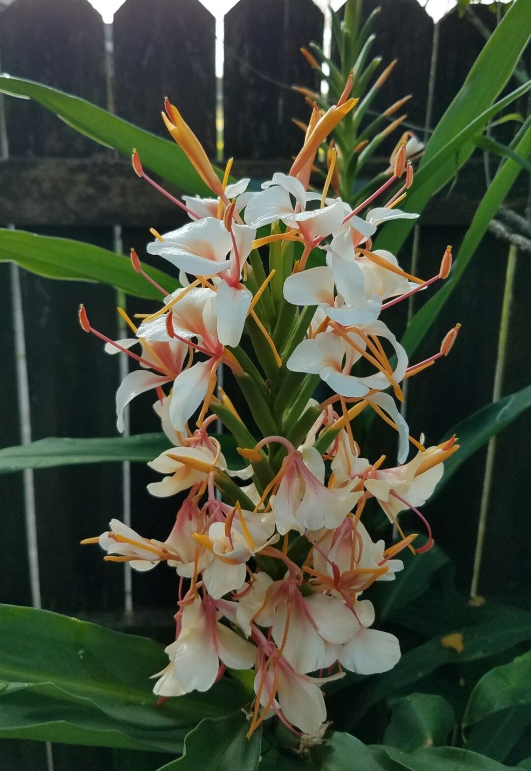 Butterfly Ginger Rare Lily Hedychium Ayo Hybrid Rhizome White Peach