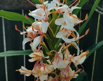 Butterfly Ginger Rare Lily Hedychium Ayo Hybrid Rhizome White Peach Pink Fragrant Showy Flowers Organic Zone 7b-10b or Colder in Containers